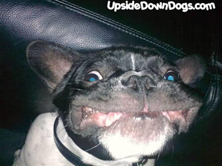 Diverse fjollerier - billede 27