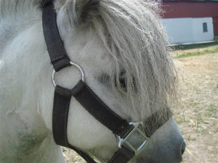 Heste basserne :) - Amalies pony; Spawn billede 6