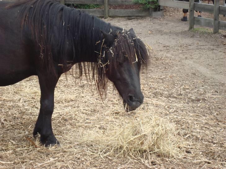 Heste basserne :) - I Zoo :) Kunne ikke lade være med at tage billeder af dem :] billede 8