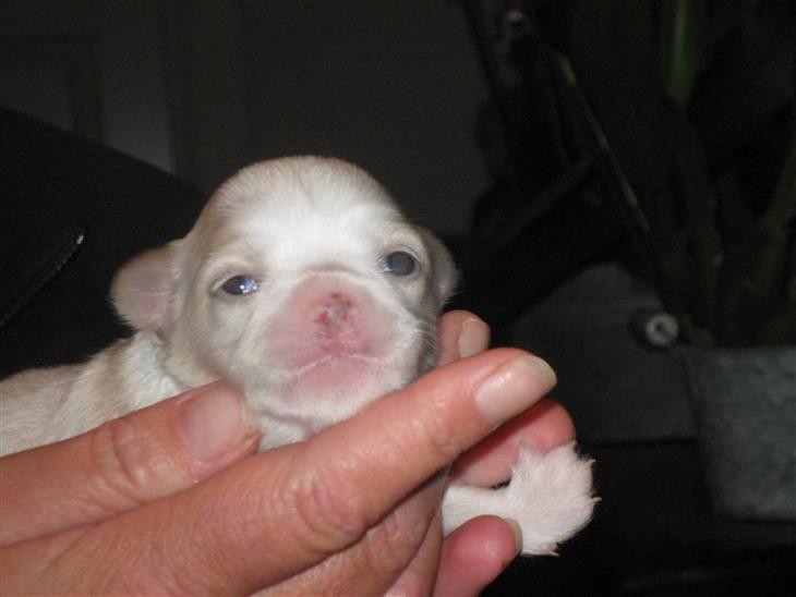 {{currentPhoto.altText}} billede {{currentPhoto.number}}