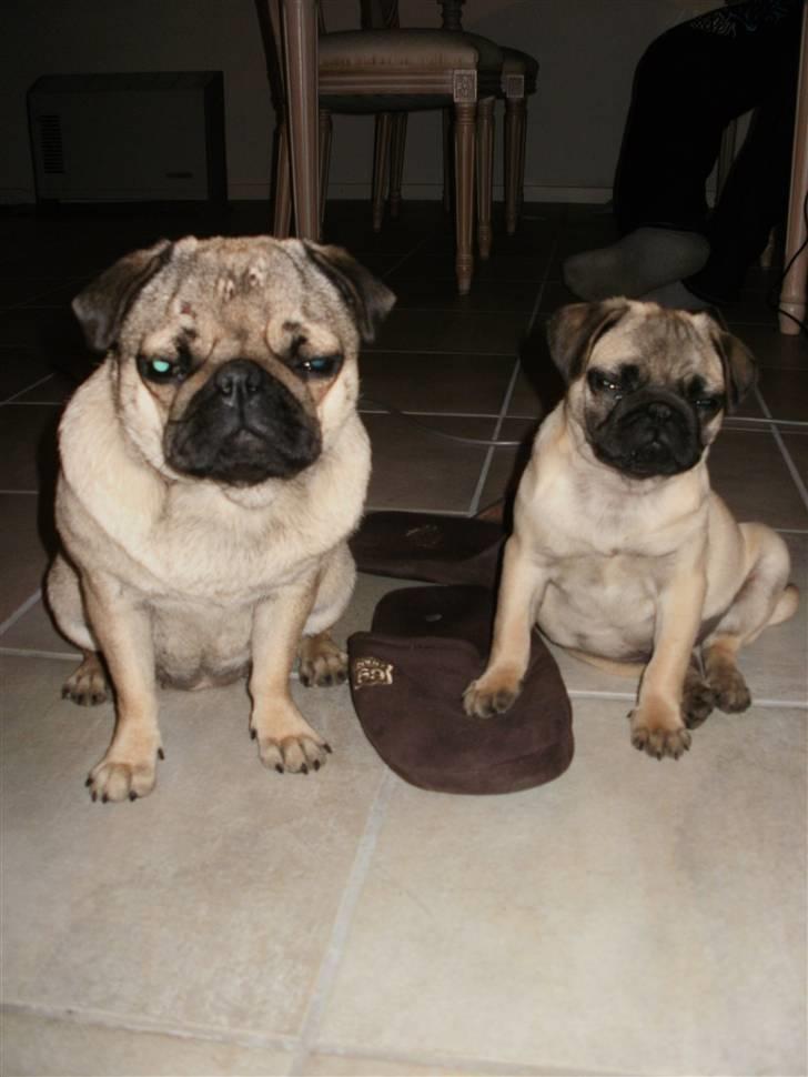 Pongo & Perle billede 8