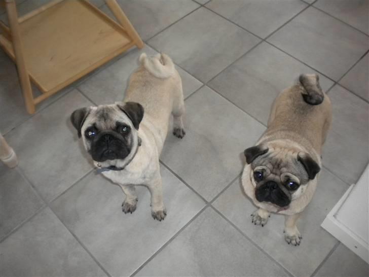 Pongo & Perle billede 9