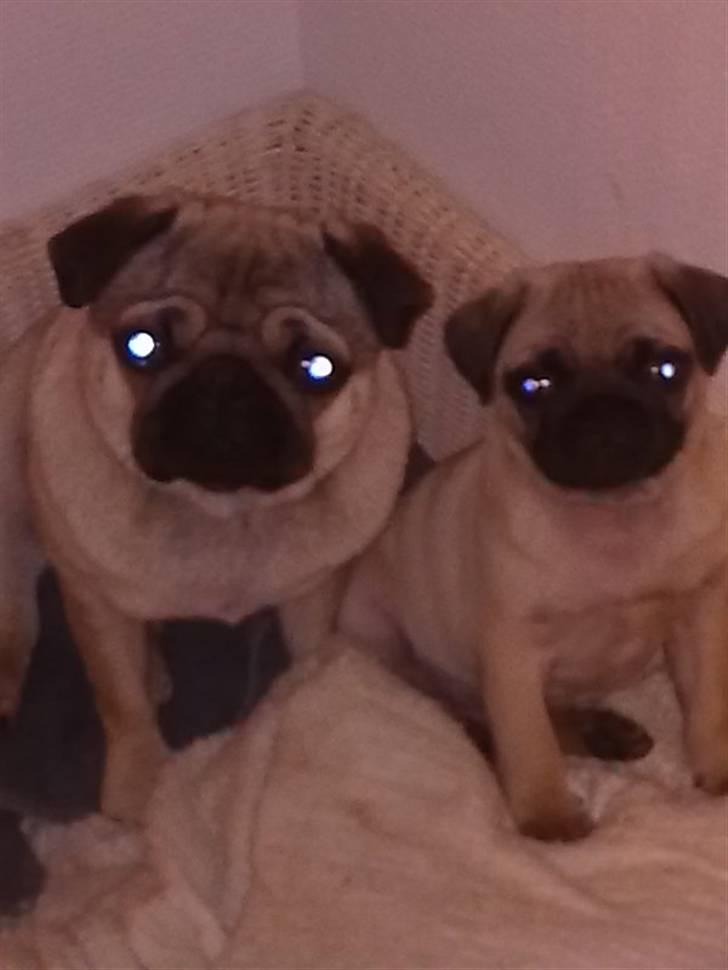 Pongo & Perle billede 10