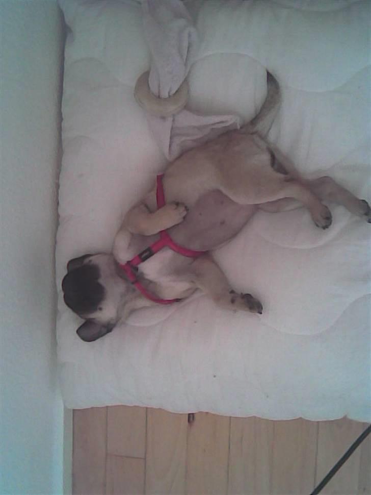 Pongo & Perle billede 12