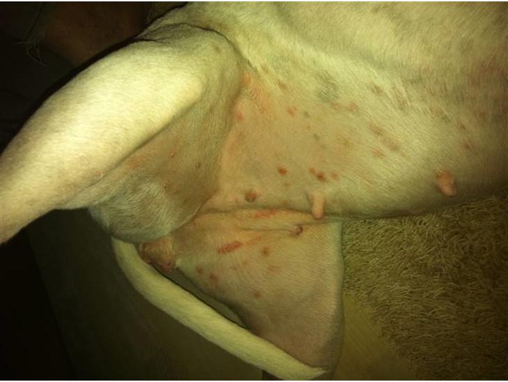 {{currentPhoto.altText}} billede {{currentPhoto.number}}