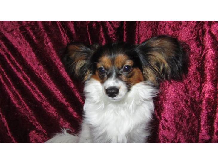 {{currentPhoto.altText}} billede {{currentPhoto.number}}