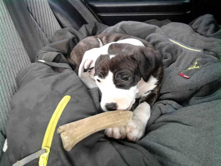 Wapzi<3 R.I.P.† 1 Maj 2020 † - Velkommen til Vapsi side :o) billede 7