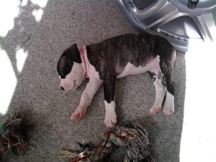 Wapzi<3 R.I.P.† 1 Maj 2020 † billede 8