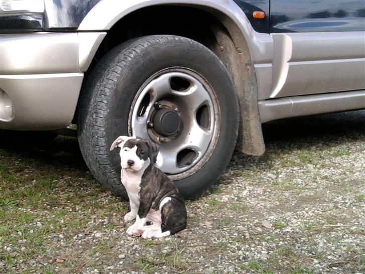 Wapzi<3 R.I.P.† 1 Maj 2020 † billede 9