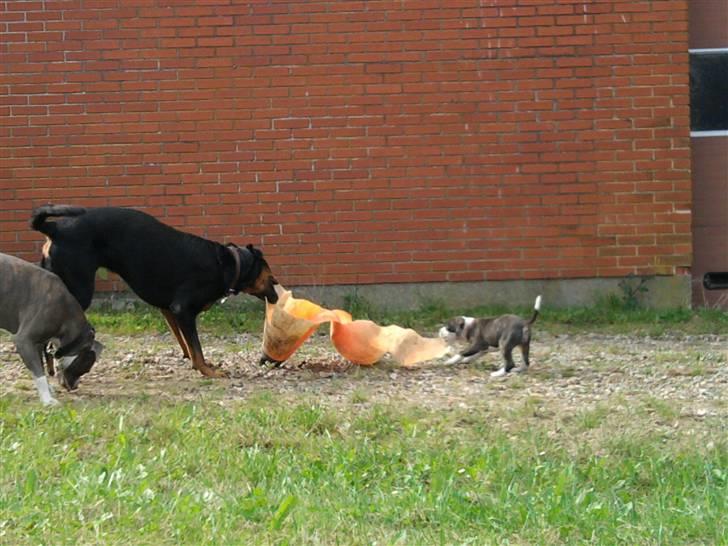 Wapzi<3 R.I.P.† 1 Maj 2020 † billede 10