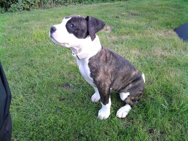 Wapzi<3 R.I.P.† 1 Maj 2020 † billede 11