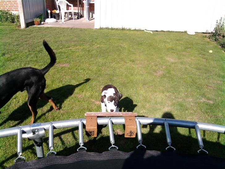 Wapzi<3 R.I.P.† 1 Maj 2020 † billede 12