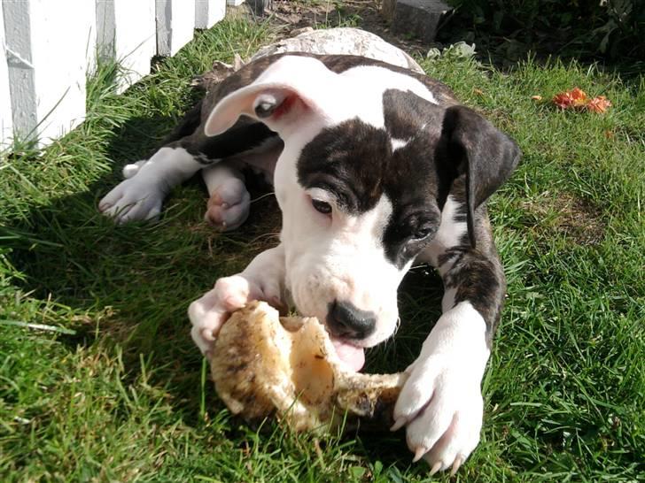 Wapzi<3 R.I.P.† 1 Maj 2020 † billede 13