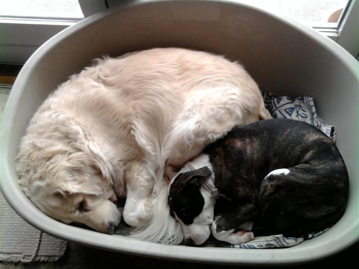 Wapzi<3 R.I.P.† 1 Maj 2020 † billede 14