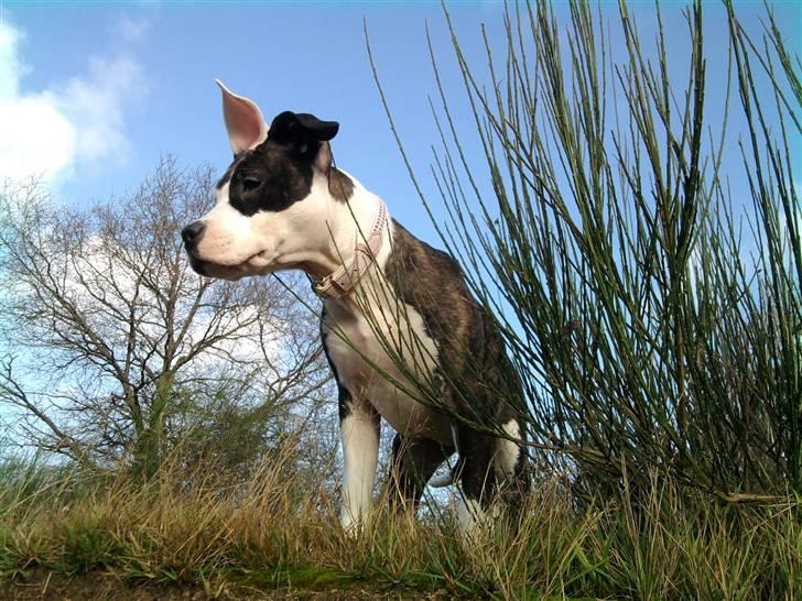 Wapzi<3 R.I.P.† 1 Maj 2020 † billede 16