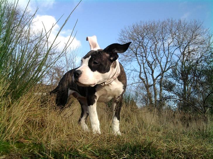 Wapzi<3 R.I.P.† 1 Maj 2020 † billede 17