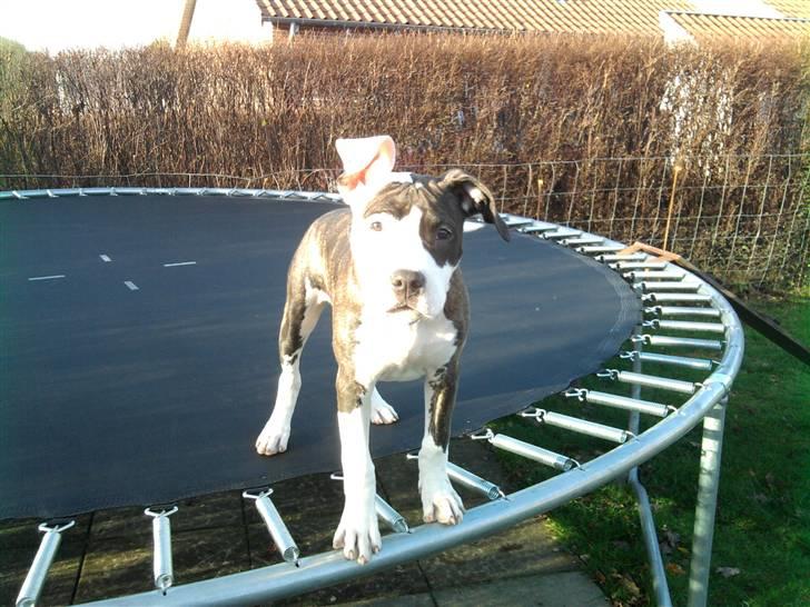 Wapzi<3 R.I.P.† 1 Maj 2020 † billede 18