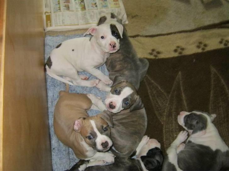 Wapzi<3 R.I.P.† 1 Maj 2020 † billede 20