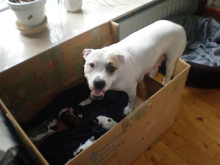 Wapzi<3 R.I.P.† 1 Maj 2020 † billede 21