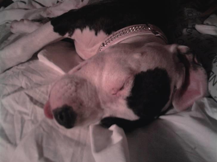 Wapzi<3 R.I.P.† 1 Maj 2020 † billede 23