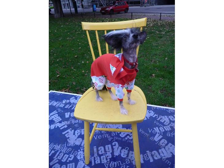 {{currentPhoto.altText}} billede {{currentPhoto.number}}