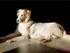 Gadehunde