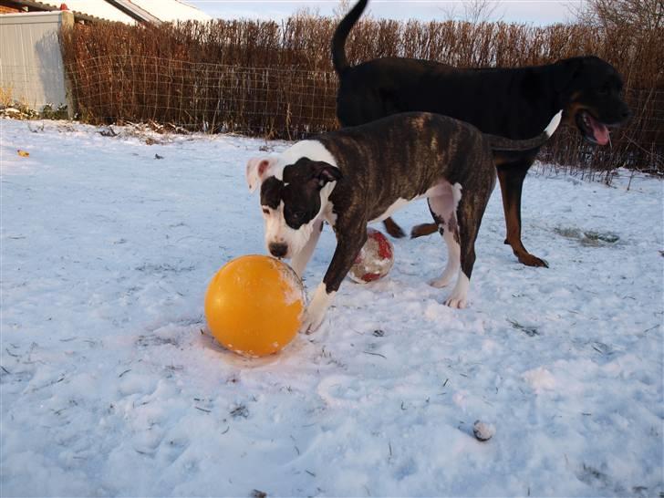 Wapzi<3 R.I.P.† 1 Maj 2020 † billede 24