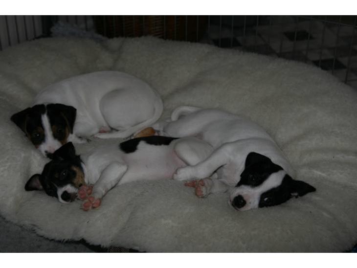 {{currentPhoto.altText}} billede {{currentPhoto.number}}