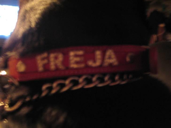 Freja - Freja har sådan et fint halsbånd med hendes navn på... billede 4