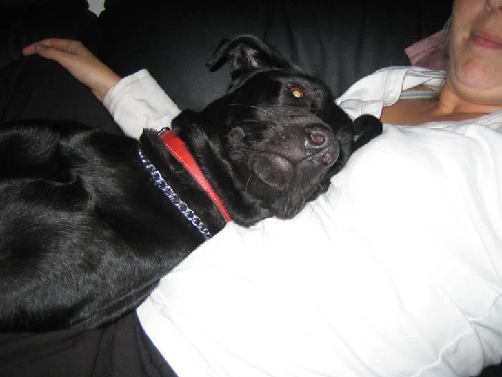 Freja - Freja og mig hygger på sofaen. billede 5