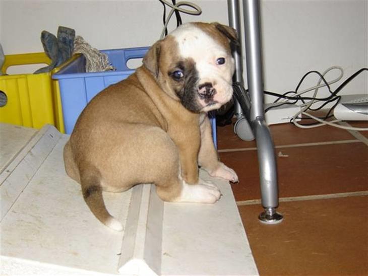 {{currentPhoto.altText}} billede {{currentPhoto.number}}