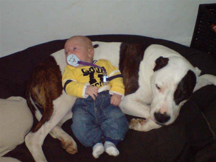 R.I.P. MOAR´S KENZOO.....Søde, kærlige og hengivende muskelhunde... - Min "farlige" muskelhund og mit dejlige barnebarn  :  ) billede 3