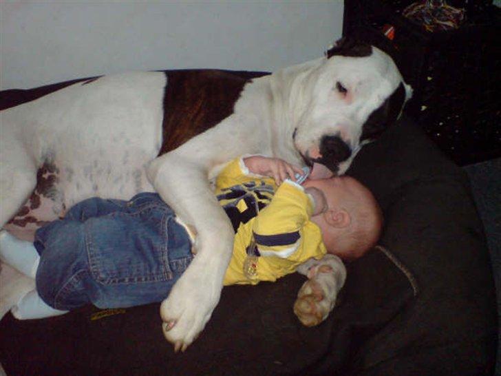 R.I.P. MOAR´S KENZOO.....Søde, kærlige og hengivende muskelhunde... - Er de ikke bare søde  :  )) billede 1