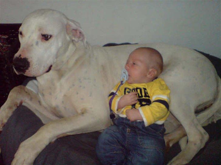 R.I.P. MOAR´S KENZOO.....Søde, kærlige og hengivende muskelhunde... - Min "farlige" dogo argentino Bahija, og mit super dejlige barnebarn  :  ) billede 2