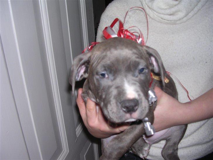 R.I.P. MOAR´S KENZOO.....Søde, kærlige og hengivende muskelhunde... - Zeiya som julegave... hehe... billede 4