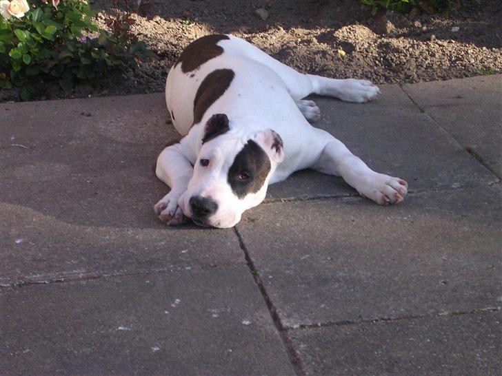 R.I.P. MOAR´S KENZOO.....Søde, kærlige og hengivende muskelhunde... - Moar´s  vaps som "foto model".... billede 5