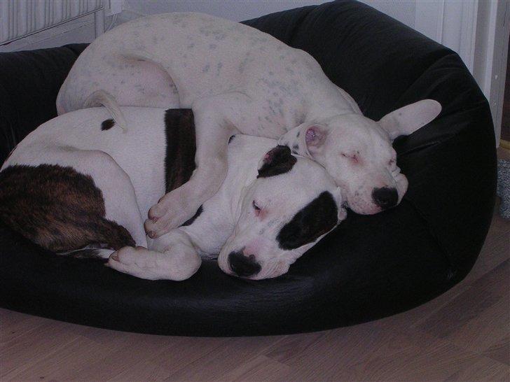 R.I.P. MOAR´S KENZOO.....Søde, kærlige og hengivende muskelhunde... - Igen et billede af "meget farlige" muskelhunde.... billede 6