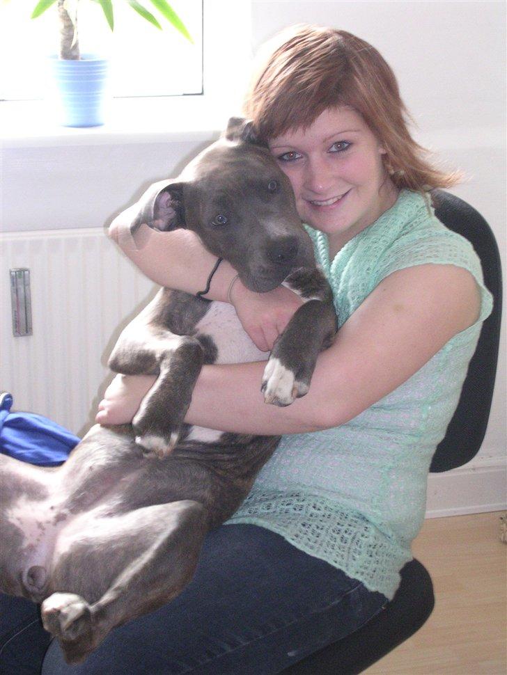 R.I.P. MOAR´S KENZOO.....Søde, kærlige og hengivende muskelhunde... - Min super søde datter og vores lille Zeiya vovse  :  ) billede 7