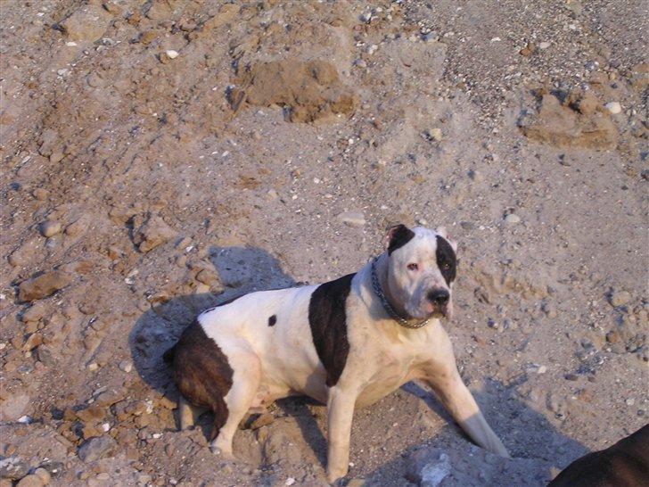 R.I.P. MOAR´S KENZOO.....Søde, kærlige og hengivende muskelhunde... - Moar´s  vaps i grusgraven, ved sol nedgang... billede 8