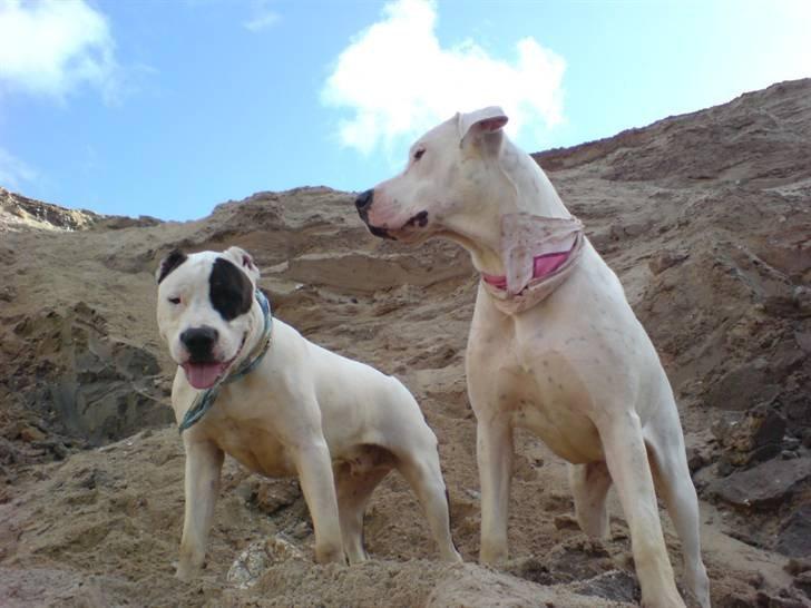 R.I.P. MOAR´S KENZOO.....Søde, kærlige og hengivende muskelhunde... - Bahija og moar´s vovse i grusgraven... billede 9