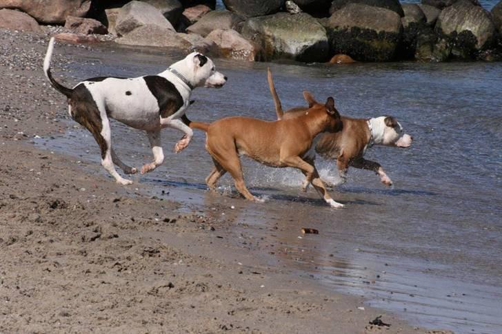 R.I.P. MOAR´S KENZOO.....Søde, kærlige og hengivende muskelhunde... - Super dejlig strandtur, sammen med Iceman og Alba  : ) billede 10