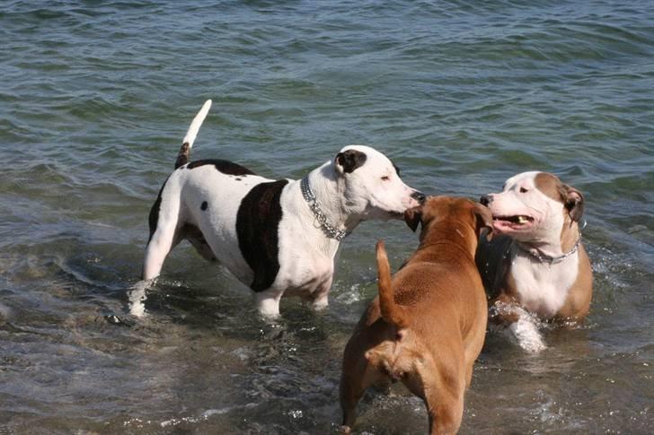 R.I.P. MOAR´S KENZOO.....Søde, kærlige og hengivende muskelhunde... - Farlige "vandhunde".... billede 11