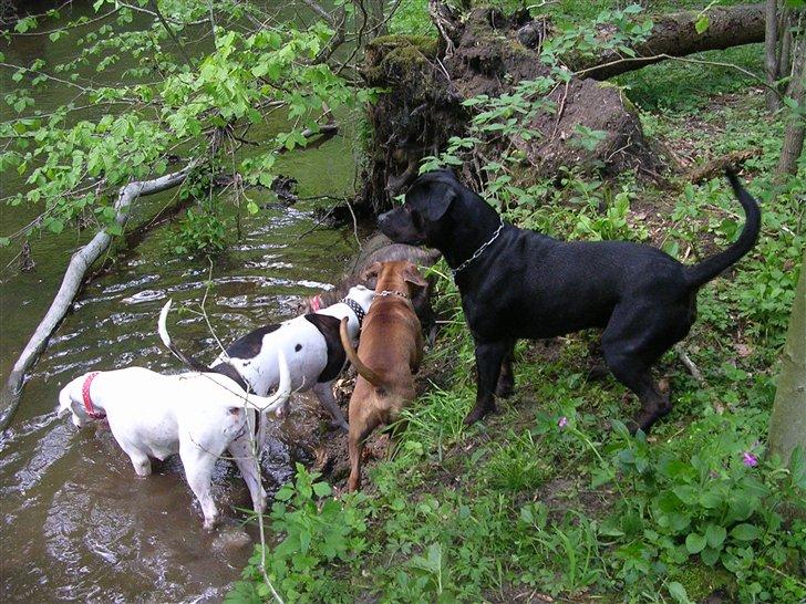 R.I.P. MOAR´S KENZOO.....Søde, kærlige og hengivende muskelhunde... - Skovtur sammen ned vores bedste "farlige" venner... Tyson og Django  : ) billede 12