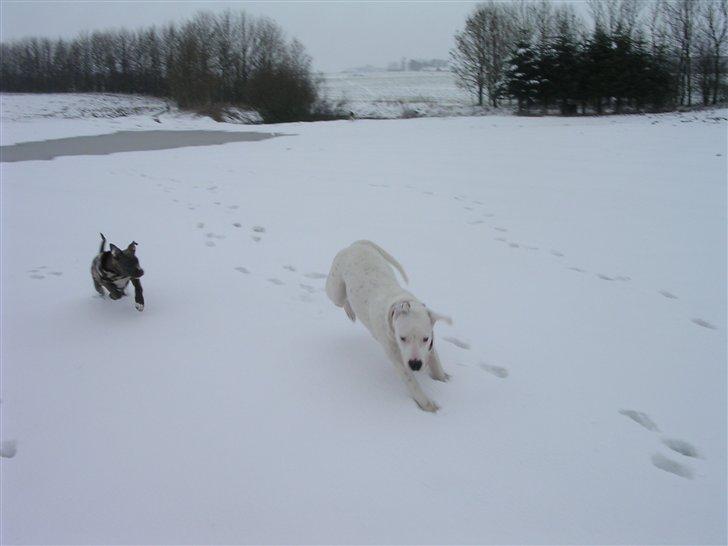 R.I.P. MOAR´S KENZOO.....Søde, kærlige og hengivende muskelhunde... - Lidt "nostalgi"  fangeleg på marken.... billede 13