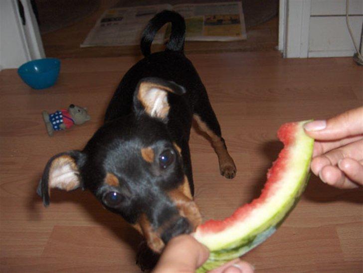mikrofon Konsultation Nat sted Kahlúa elsker vandmelon - Diverse hund - Fotos fra * SASCHA *