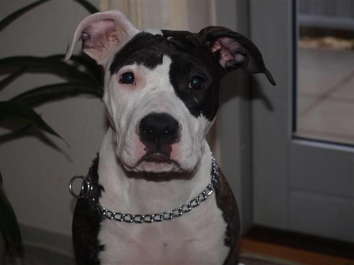 Wapzi<3 R.I.P.† 1 Maj 2020 † billede 25