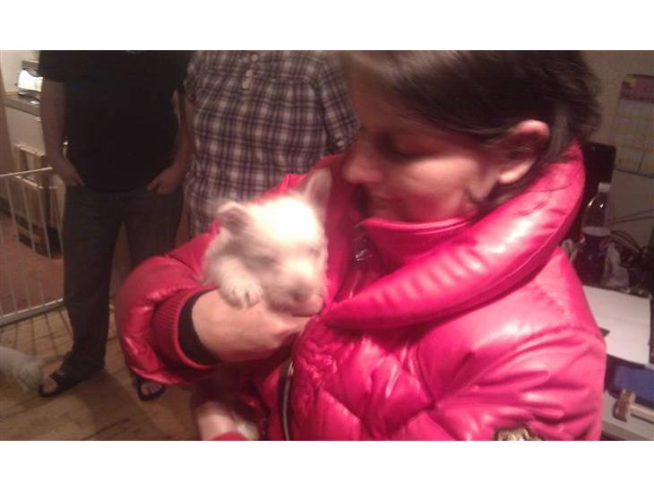 {{currentPhoto.altText}} billede {{currentPhoto.number}}