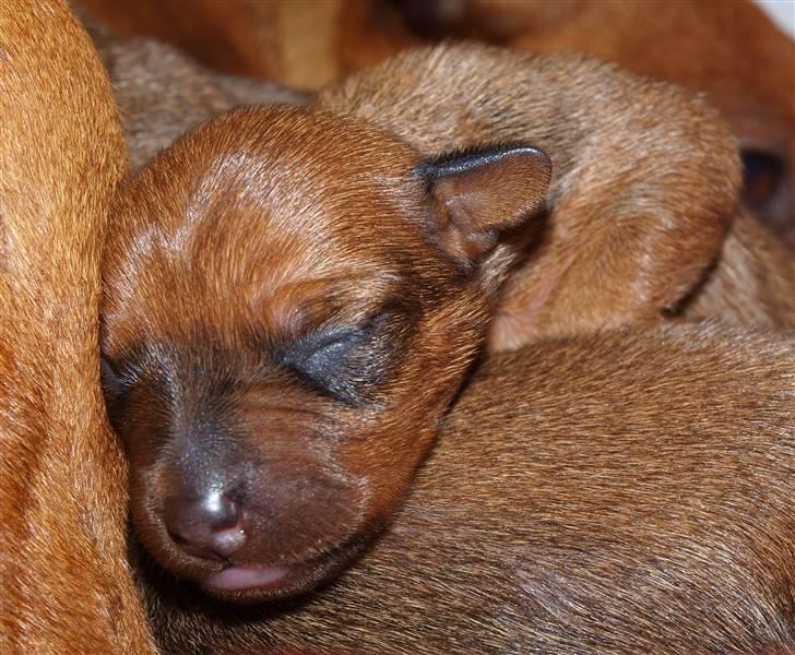 Små hundehvalpe billede 1