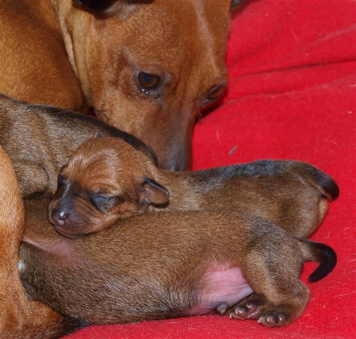 Små hundehvalpe billede 2