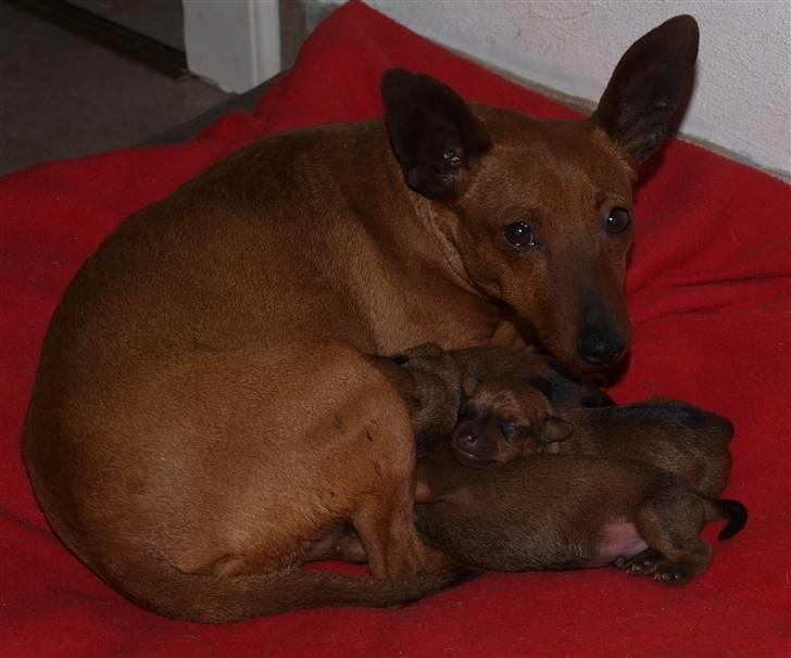 Små hundehvalpe billede 3